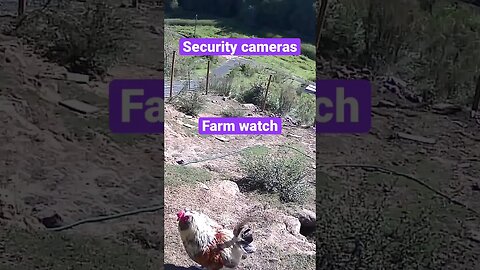 Farm monitoring Animals