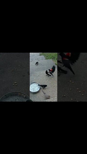 Red Winged Blackbirds Fighting #Shorts 🌲