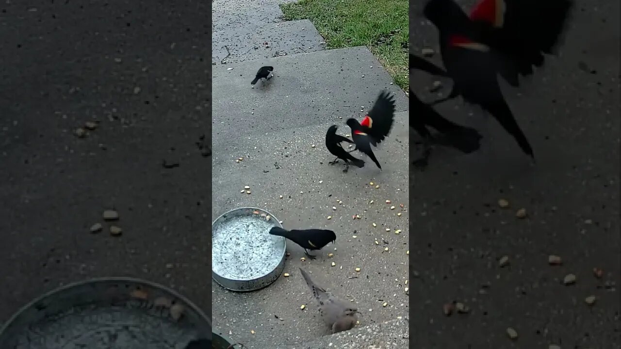 Red Winged Blackbirds Fighting #Shorts 🌲