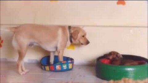 自分がどれだけ大きいか理解していない超キュートなワンちゃん！