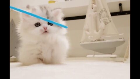 Adorable Cats Compilation Very Beauty