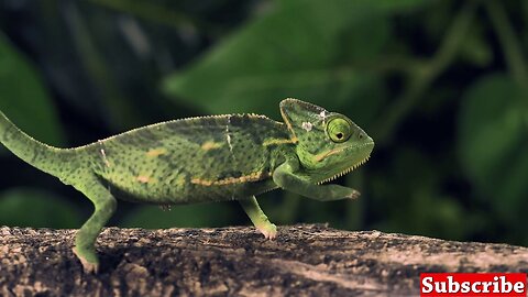Types of Wild Animals, Nature and wildlife video