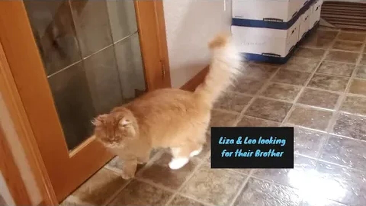 🥰😽😻#kitties Liza & Leo in search of Brother 😍🥰😽😻