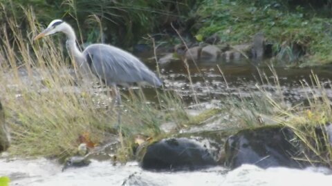 Found a few Herons on my walk today