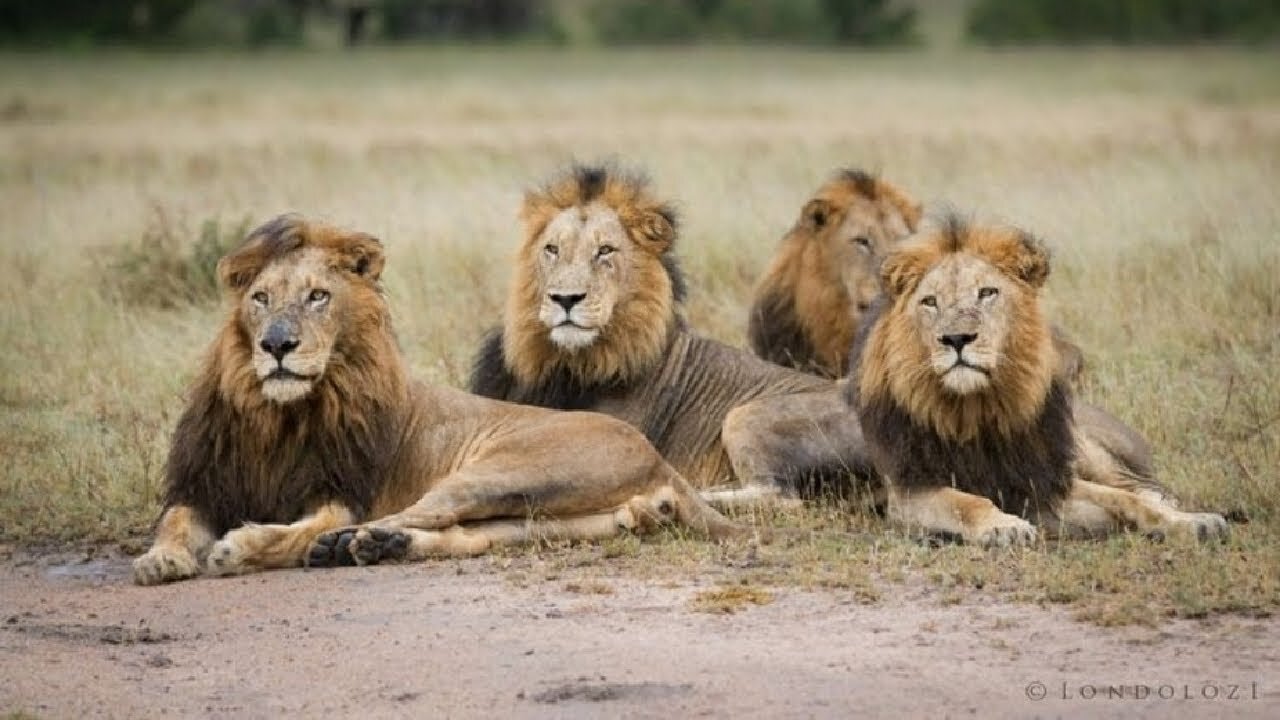 inexperienced male lion hunting buffalo bull