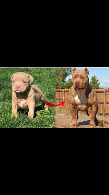 call me when you want call me when you need #shorts#animal#tiktok