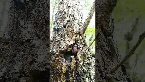 クヌギの木にカナブンが集まってる😮