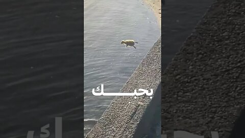 بحبك