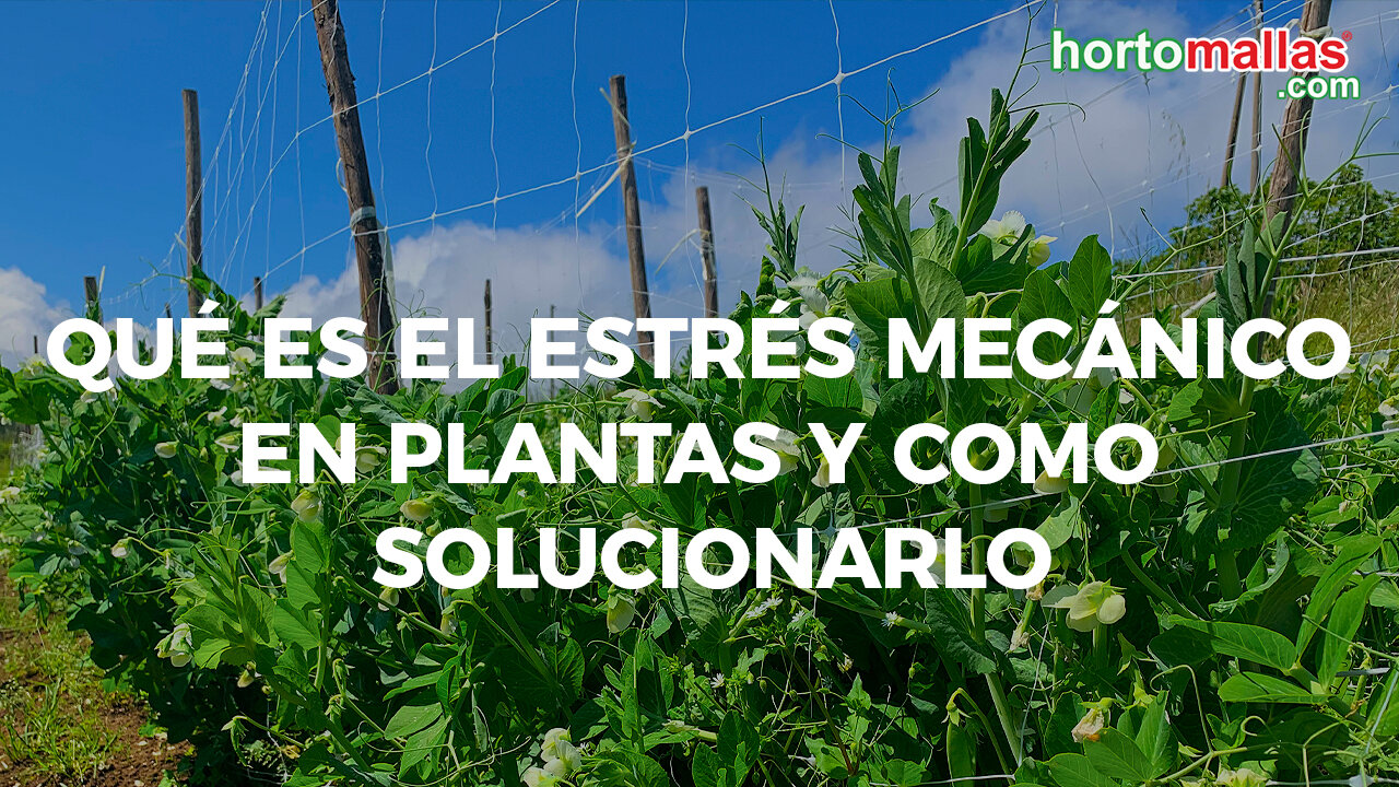 ¿Qué es el estrés mecánico en plantas y como solucionarlo?