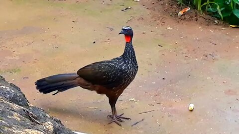 Jacu com fome em busca de comida