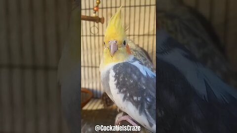 Cockatiel cute clicks | Cockatiels Craze