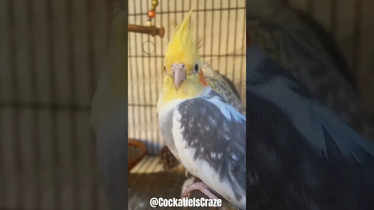 Cockatiel cute clicks | Cockatiels Craze