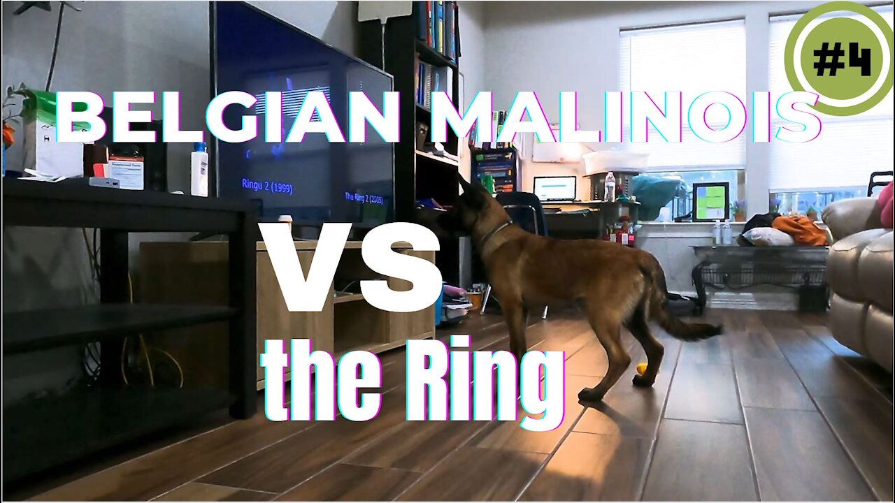 Belgian Malinois Vs the Ring