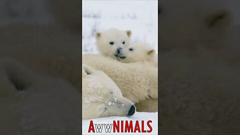 🤗 #AwwNIMALS - Polar Bear Cubs 💕