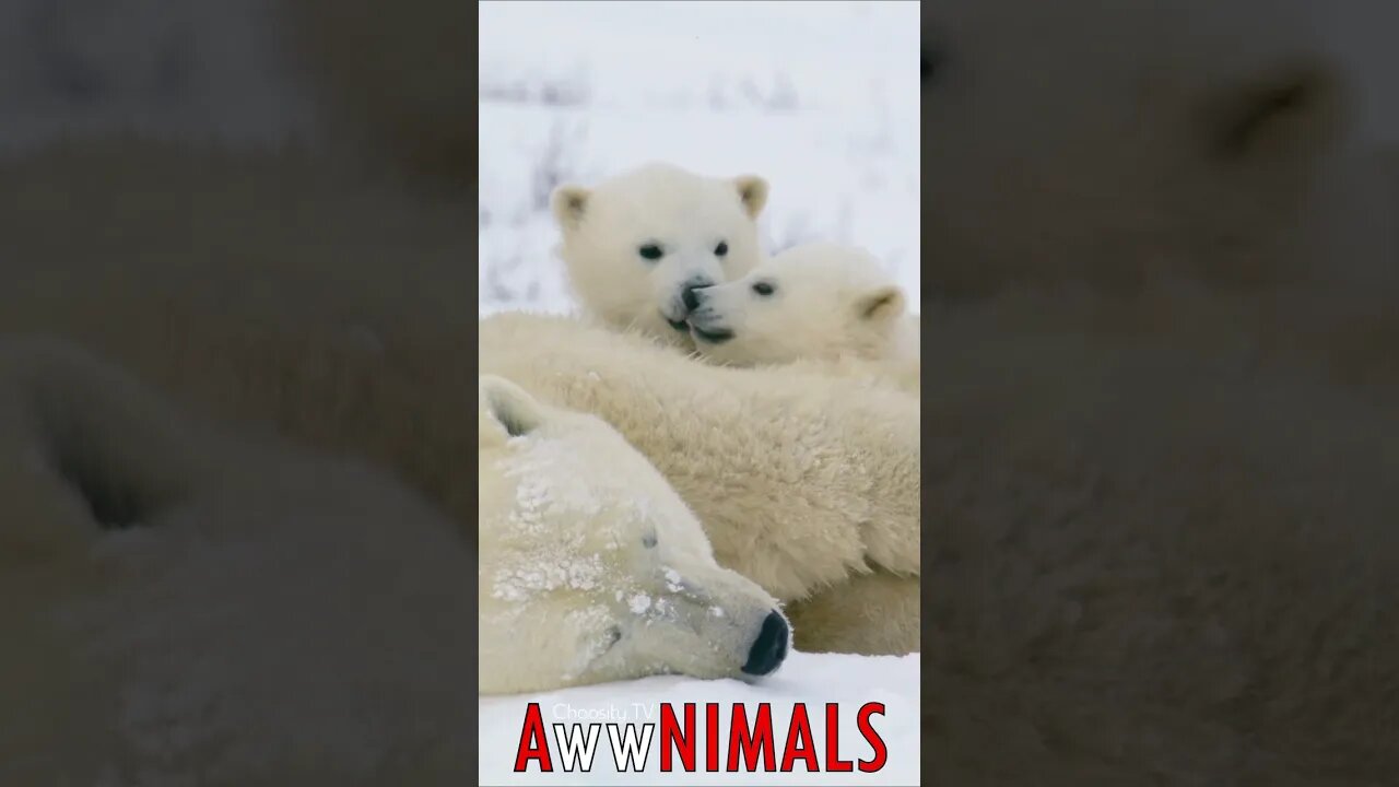 🤗 #AwwNIMALS - Polar Bear Cubs 💕