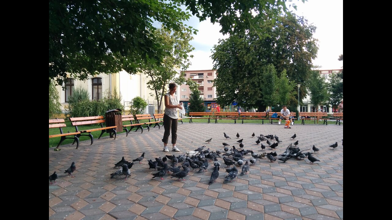 Lucia in Bacau. in 2016, jucindu-se cu porumbeii si doi German Shepherd