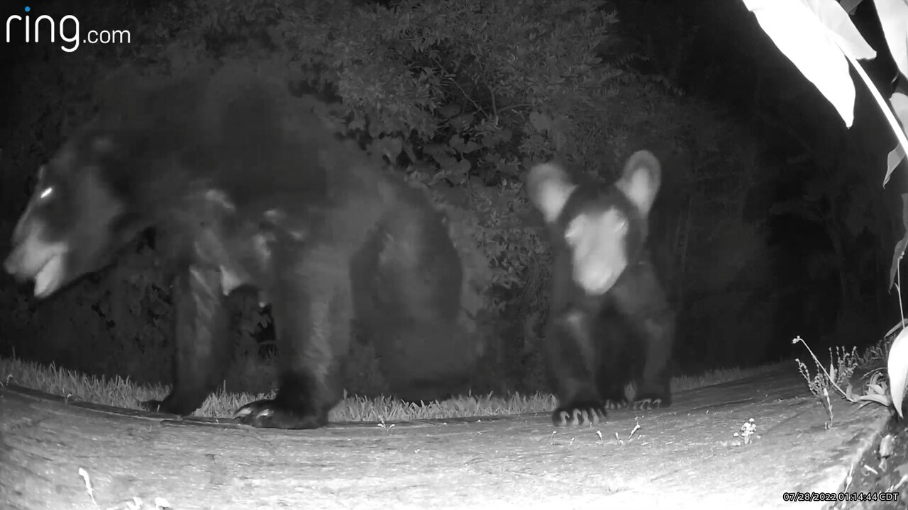 It's the STOP THE SHOTS bear cub at the MFD zoo