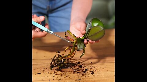 Master Simple Plant Growing Hacks for Lush and Healthy Plants!