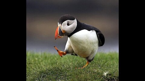 beautiful puffin birds ⚡