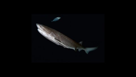 Seven Gill Shark spotted in Australia