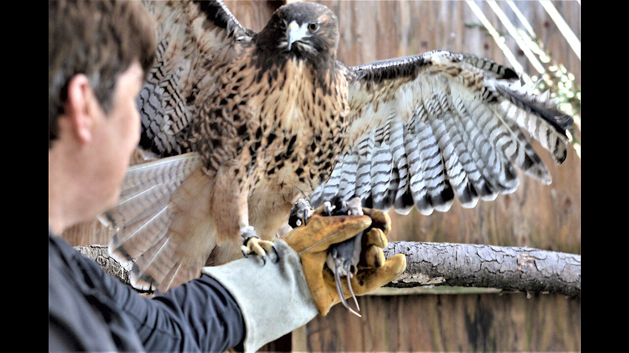 This hawk look right at his Rescuer As he free him.