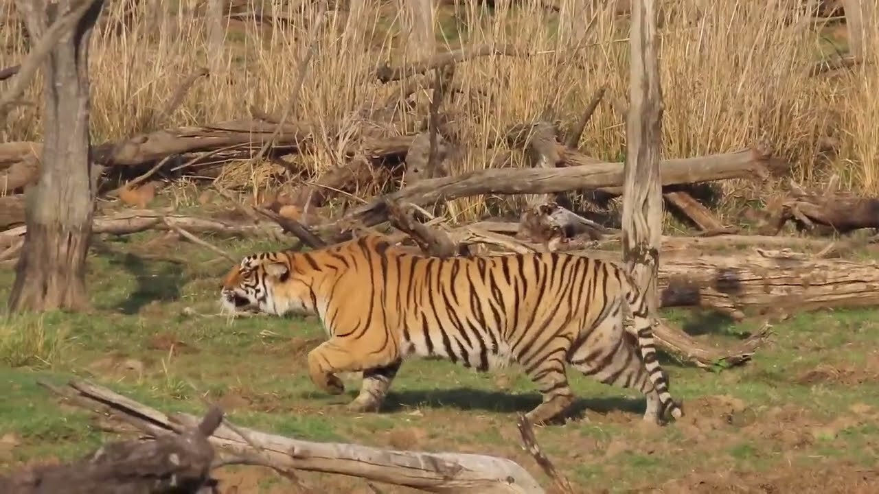 Tiger attack wild boar Part 1, Tigress Riddhi killed wild boar at zone4, 5 April23.