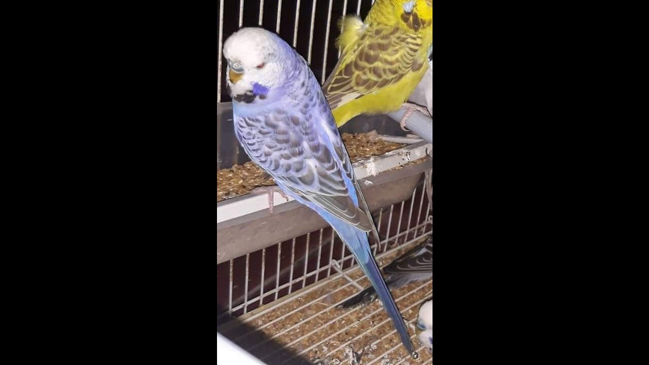 The Best budgerigar