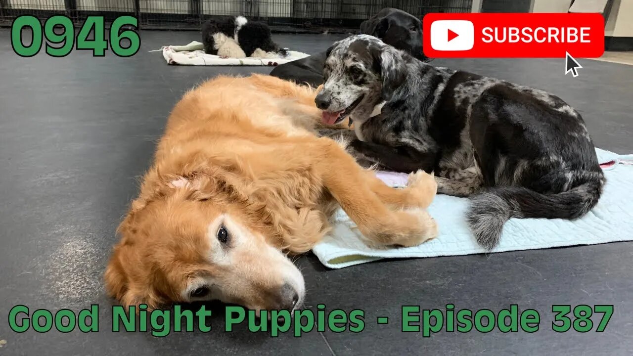 [0946] GOOD NIGHT PUPPIES - EPISODE 397 [#dogs #doggos #doggos #puppies #dogdaycare]