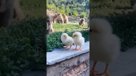 cat funny video, cat short video 2022, cat funny video shorts, animal funny videos 2022 #short