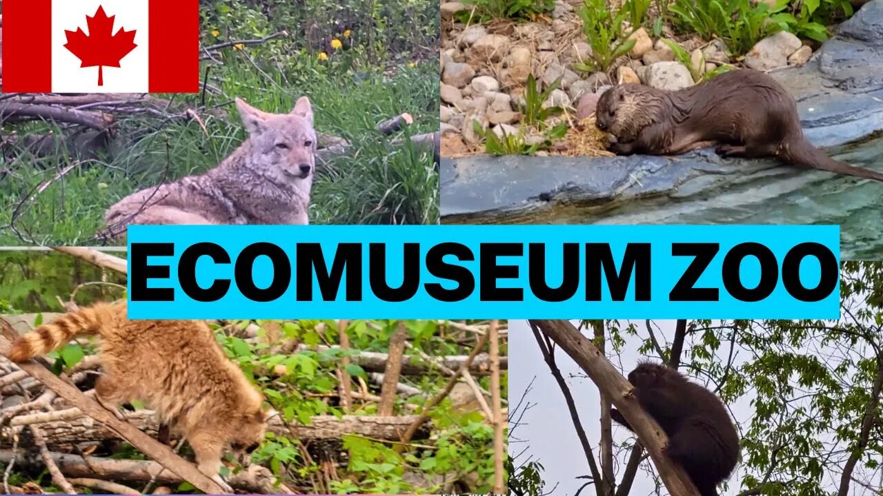 Visiting the Ecomuseum Zoo in Sainte-Anne-de-Bellevue, QC