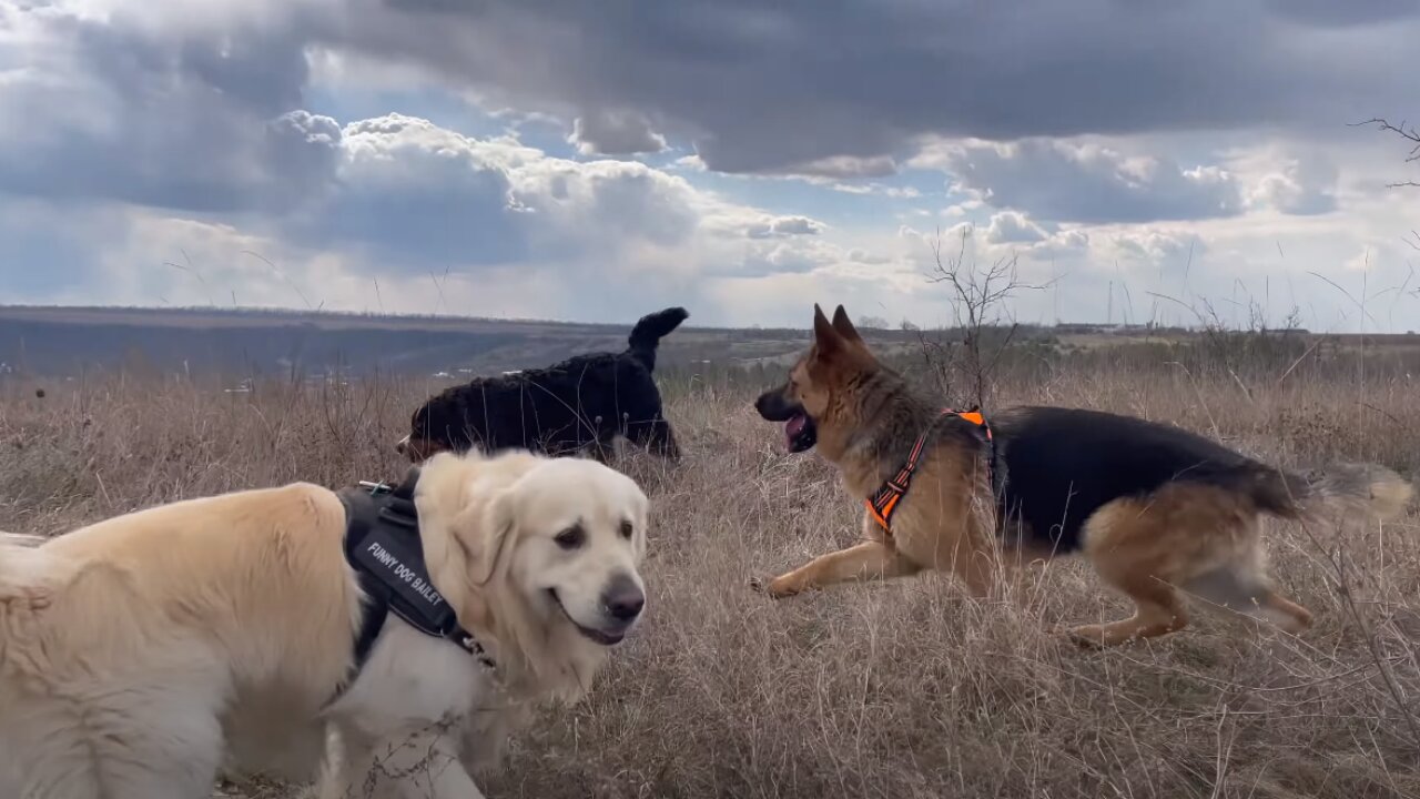 What a walk looks like with our Golden Retriever, German Shepherd and Bernese Mountain Dog