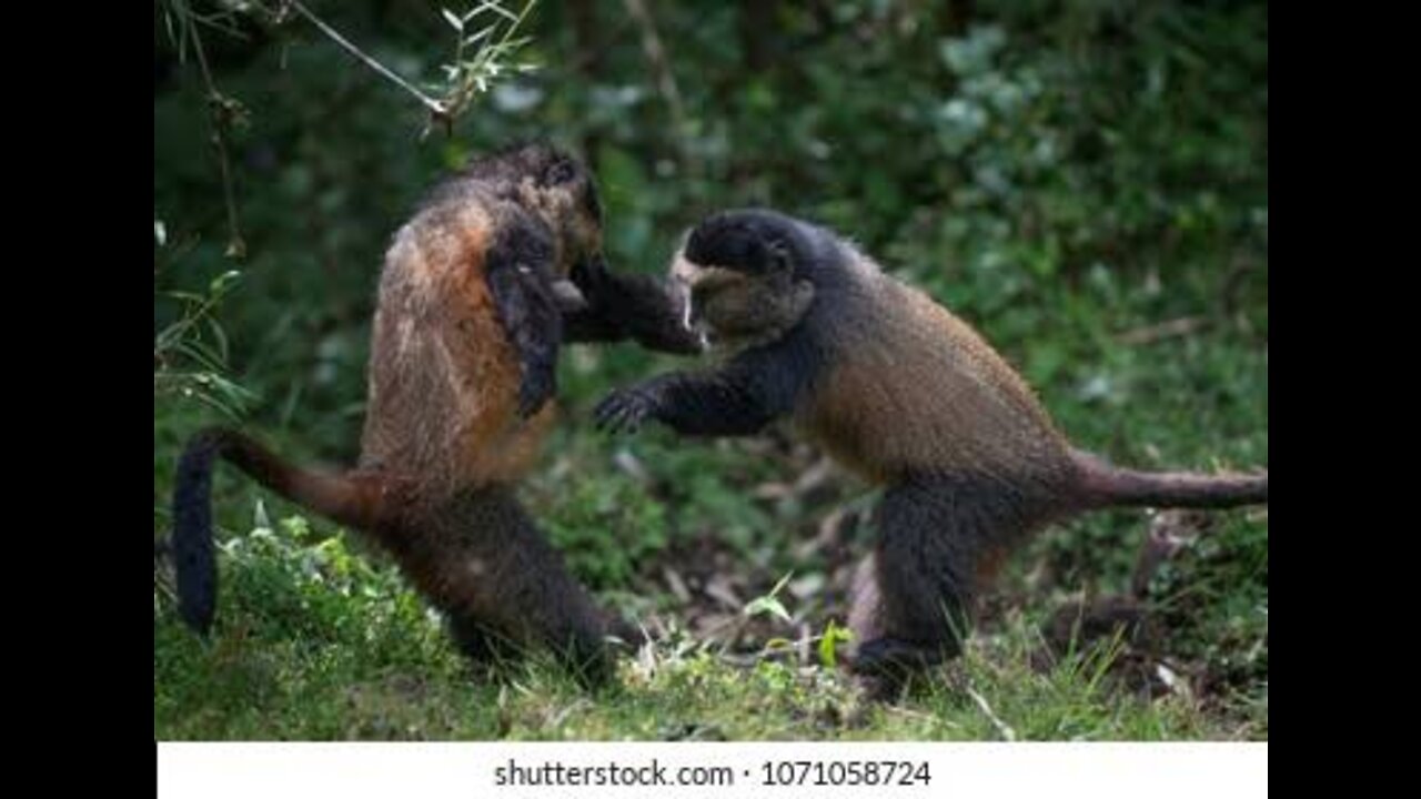 funny monkey video 😅 so much funny animal videos 😄😄