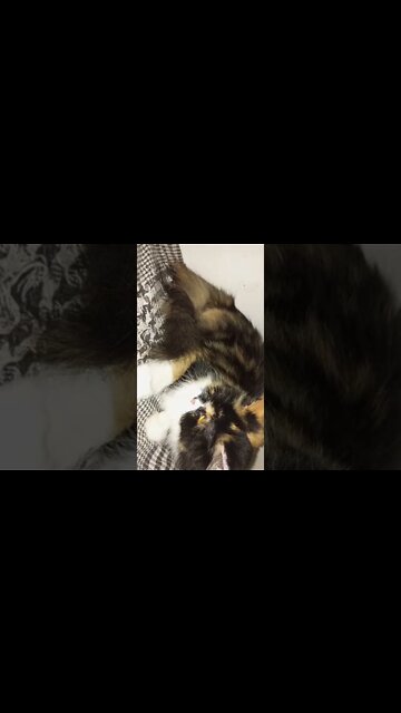 #oreo #leo #persian #cats #youtubeshorts #shorts