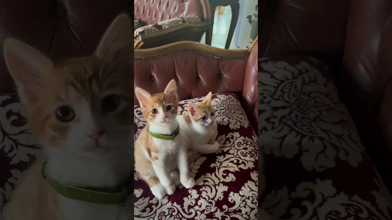 Little lions 😻