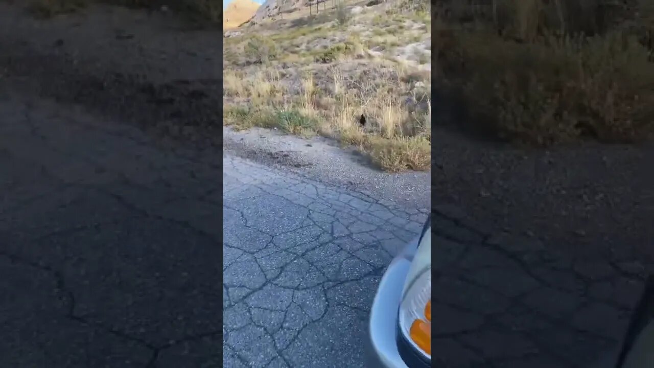 Chicken + Road = Escape