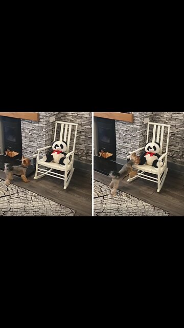 Yorkie Is Hilariously Mad At Stuffed Panda Toy