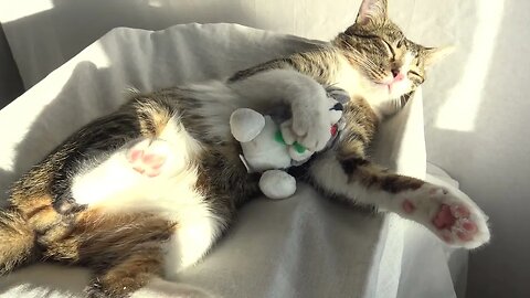 Cute Cat Will not Sleep Without His Mouse Toy