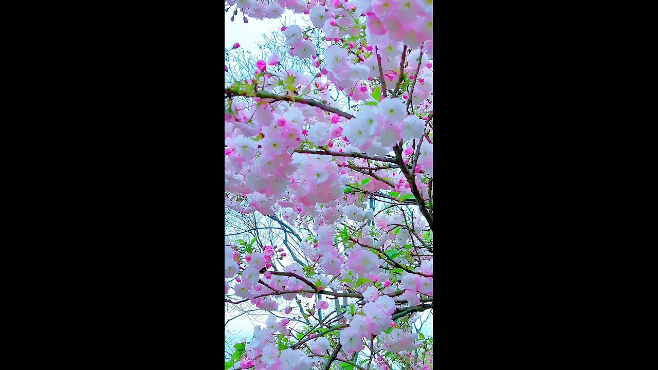 Enjoying the beauty of this pink cherry blossom tree 🌸🌿