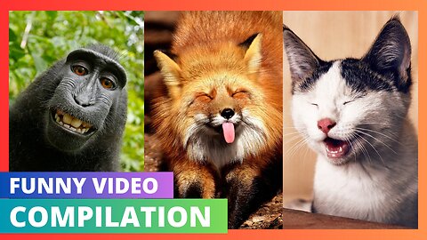 New Funny Animals 😂 Funniest Cats and Dogs Videos 😺🐶