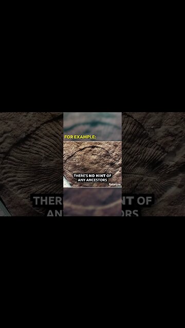 Atheists Will NEVER Tell You This About Fossils...