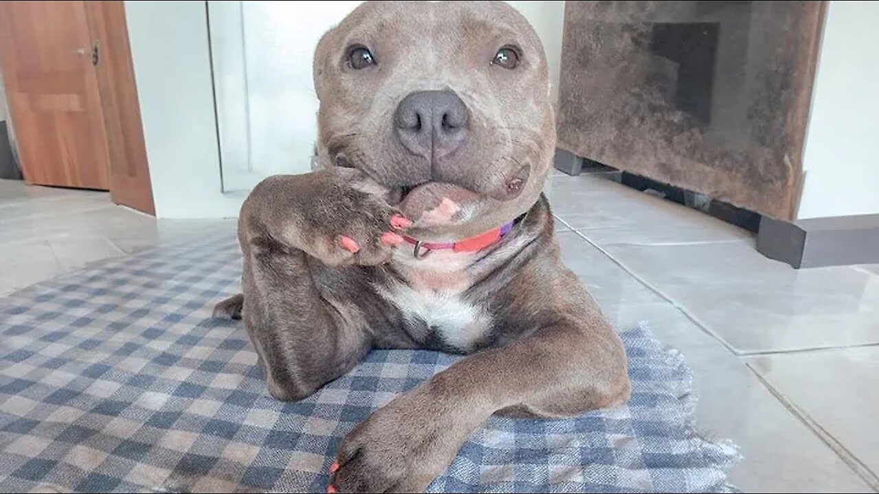 Funny Dogs And Cats Videos 2024 😅 Best Funniest Animal Videos Of The week