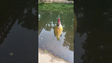 First fish of the day! Bluegill! #fishing #outdoors #nature