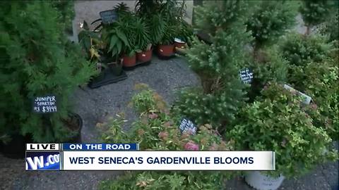 Expert advice from staff at Gardenville Blooms