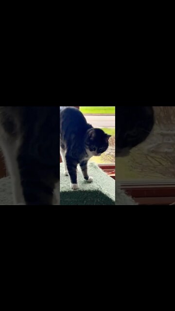 My cat being a cutie