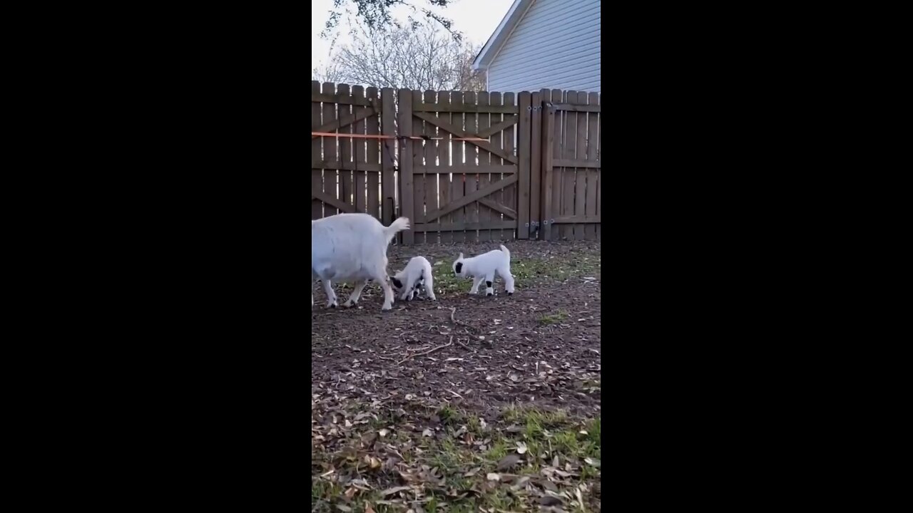 Dance with me then go to bed #cutegoat #goat #cutepet #pet #petlove