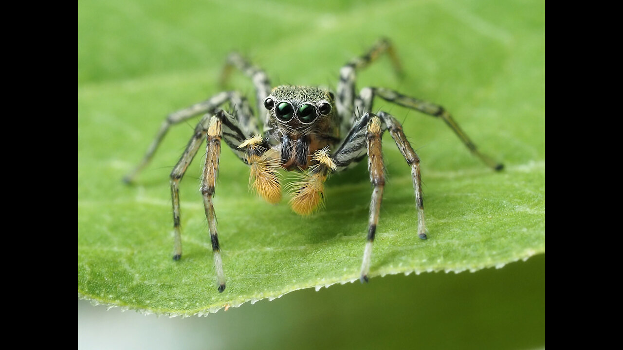 Jumping Spider Animal Fact Files - Amazing Wild Creatures