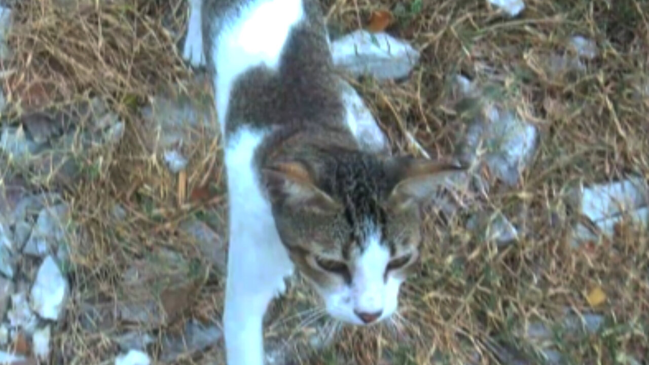 The presence of a white cat in the garden