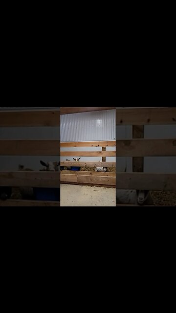 #goat #ytshortsvideo #loveanimals