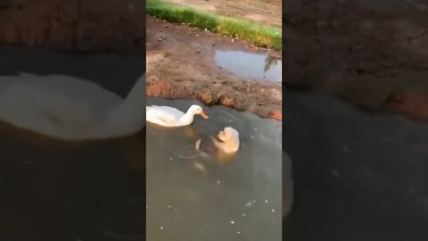 Dog takes a dunk and aggravates a duck #shorts #dog #funny