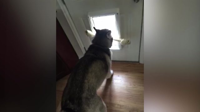 Dog Can't Fit Bone Through A Door